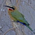 White-fronted Bee-eater