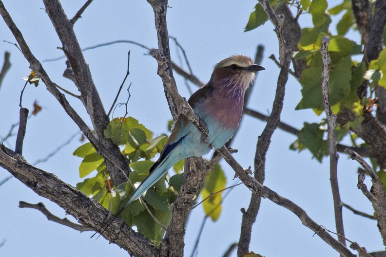 Lilac-breasted Roller