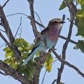 Lilac-breasted Roller