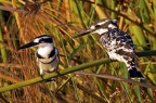 African Pied Kingfisher