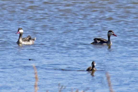 Red-billed Teal