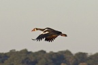 Southern Spur-winged Goose
