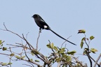 Southern Magpie Shrike