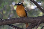 Southern White-browed Robin-Chat