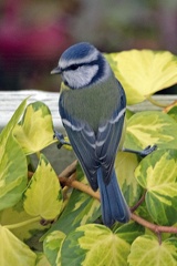 Eurasian Blue Tit