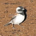 Arid Cape Sparrow