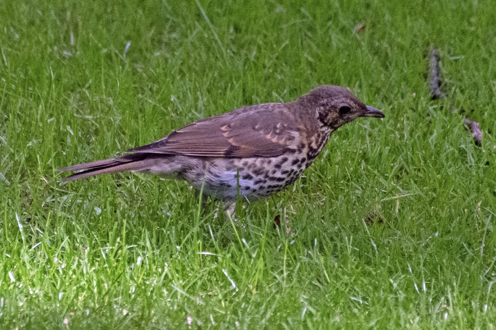 Song Thrush