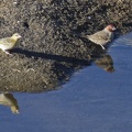 Red-headed Finch