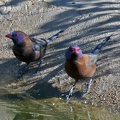 Violet-eared Waxbill