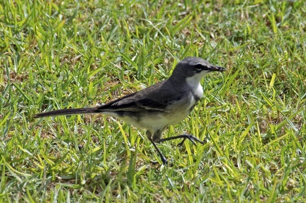 Cape Wagtail