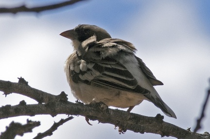 White-browed Sparrow-Weaver