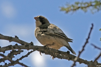 White-browed Sparrow-Weaver