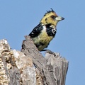 Southern Crested Barbet