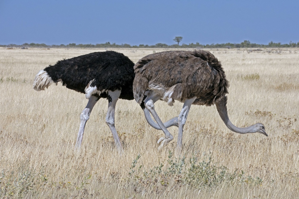 Southern Ostrich