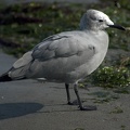 Gray Gull