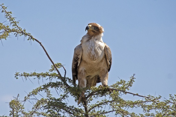 Tawny Eagle