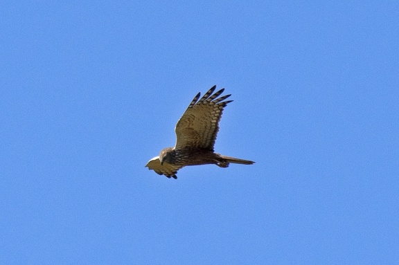 African Marsh-Harrier