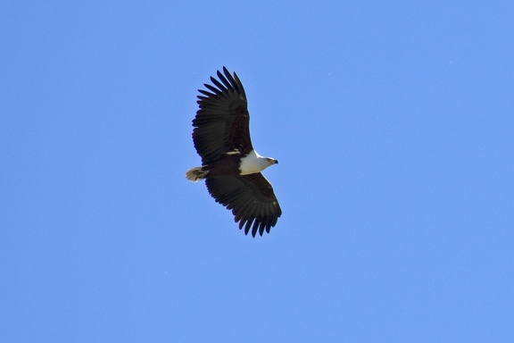 African Fish-Eagle