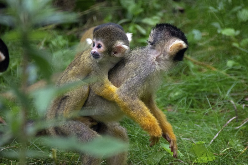 Black-capped Squirrel Monkey