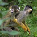 Black-capped Squirrel Monkey