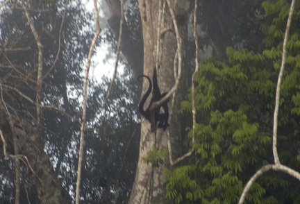 Black-faced Black Spider Monkey