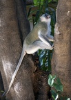 Southern Vervet Monkey