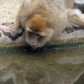 Barbary Macaque