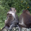 Long-tailed Macaque