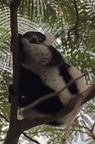 Black-and-white Ruffed Lemur