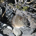 Andean leaf-eared mouse