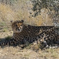 Southern and Eastern African Cheetah