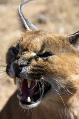 Southern and Eastern African Caracal