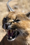 Southern and Eastern African Caracal