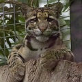 Mainland Clouded Leopard