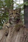 Mainland Clouded Leopard
