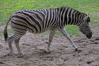 Chapmans Zebra
