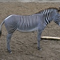 Gr&#233;vys Zebra