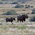 Southern Black Rhinoceros