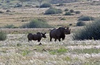 Southern Black Rhinoceros