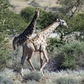 Namibian Giraffe