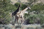 Namibian Giraffe
