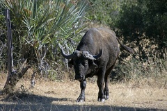 Cape Buffalo