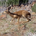 Kalahari Steenbok