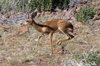 Kalahari Steenbok