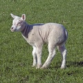 Domestic Sheep (juv.)