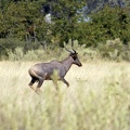 Common Tsessebe