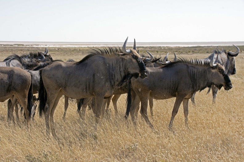 Blue Wildebeest