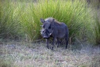 Southern Warthog (♂)