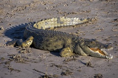 Southern African Crocodile