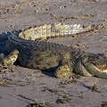 Southern African Crocodile
